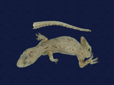 ƦƪԤBǦWG<em>Hemidactylus frenatus</em><br>W١G粪<br>^W١GCommon house gecko