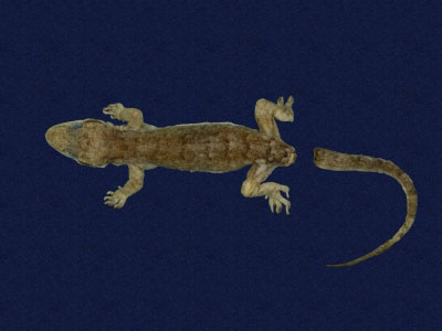 ƦƪԤBǦWG<em>Hemidactylus bowringii</em><br>W١GL粪<br>^W١GBowring's gecko