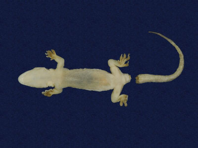 ƦƪԤBǦWG<em>Hemidactylus bowringii</em><br>W١GL粪<br>^W١GBowring's gecko