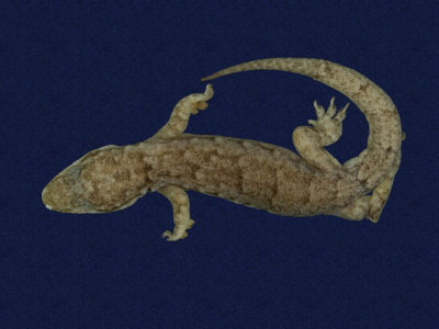 ƦƪԤBǦWG<em>Hemidactylus bowringii</em><br>W١GL粪<br>^W١GBowring's gecko