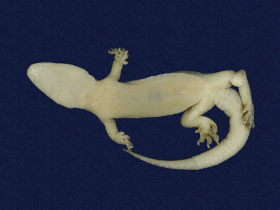 ƦƪԤBǦWG<em>Hemidactylus bowringii</em><br>W١GL粪<br>^W١GBowring's gecko