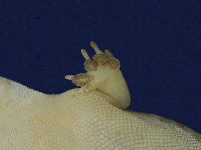 ƦƪԤBǦWG<em>Hemidactylus bowringii</em><br>W١GL粪<br>^W١GBowring's gecko