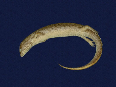 ƦƪԤBǦWG<em>Ateuchosaurus pellopleurus</em><br>W١G饻h<br>^W١GRyukyu short-legged skink