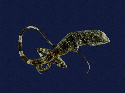 ƦƪԤBǦWG<em>Japalura polygonata polygonata</em><br>W١G[ykh<br>^W١GOkinawa tree lizard