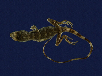 ƦƪԤBǦWG<em>Japalura polygonata polygonata</em><br>W١G[ykh<br>^W١GOkinawa tree lizard