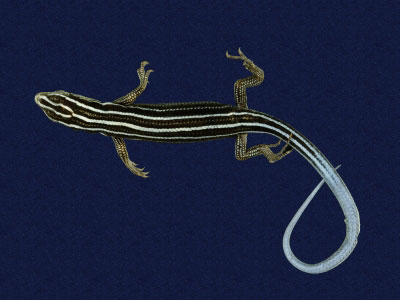 ƦƪԤBǦWG<em>Eumeces stimpsonii</em><br>W١G[yŧsl<br>^W١GYaeyama seven-lined skink