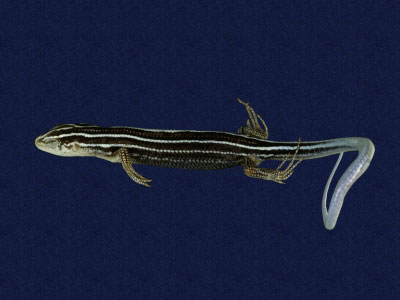 ƦƪԤBǦWG<em>Eumeces stimpsonii</em><br>W١G[yŧsl<br>^W١GYaeyama seven-lined skink