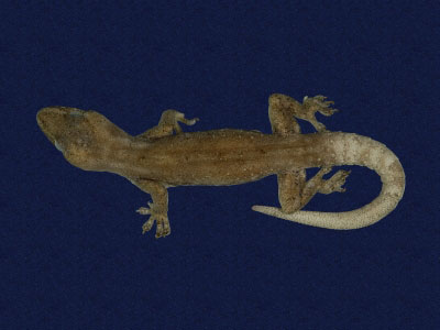 ƦƪԤBǦWG<em>Gekko hokouensis</em><br>W١Guc<br>^W١GHekou's gecko