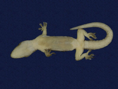 ƦƪԤBǦWG<em>Gekko hokouensis</em><br>W١Guc<br>^W١GHekou's gecko