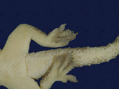 ƦƪԤBǦWG<em>Hemidactylus frenatus</em><br>W١G粪<br>^W١GCommon house gecko