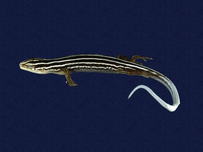 ƦƪԤBǦWG<em>Eumeces stimpsonii</em><br>W١G[yŧsl<br>^W١GYaeyama seven-lined skink