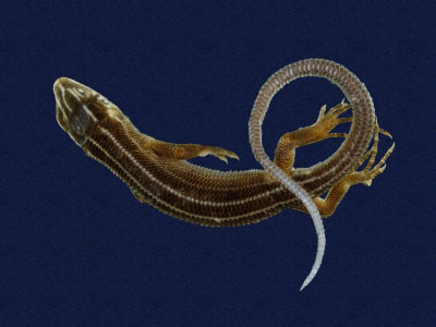 ƦƪԤBǦWG<em>Eumeces stimpsonii</em><br>W١G[yŧsl<br>^W١GYaeyama seven-lined skink