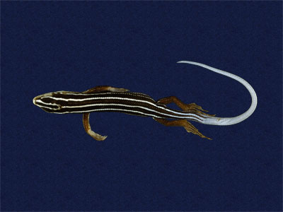 ƦƪԤBǦWG<em>Eumeces stimpsonii</em><br>W١G[yŧsl<br>^W١GYaeyama seven-lined skink