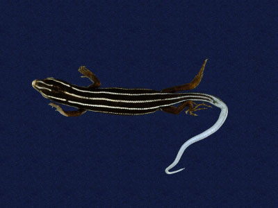 ƦƪԤBǦWG<em>Eumeces stimpsonii</em><br>W١G[yŧsl<br>^W١GYaeyama seven-lined skink