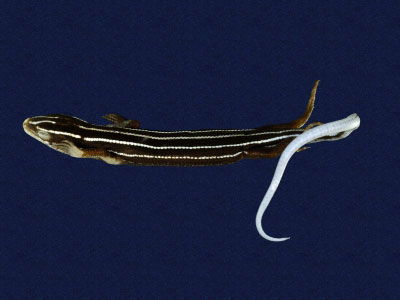 ƦƪԤBǦWG<em>Eumeces stimpsonii</em><br>W١G[yŧsl<br>^W١GYaeyama seven-lined skink