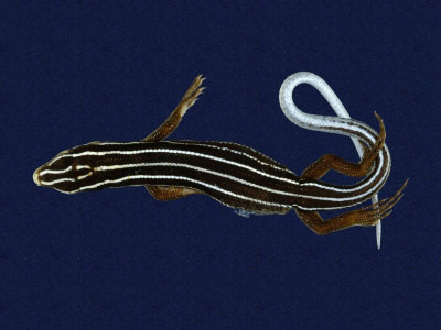 ƦƪԤBǦWG<em>Eumeces stimpsonii</em><br>W١G[yŧsl<br>^W١GYaeyama seven-lined skink