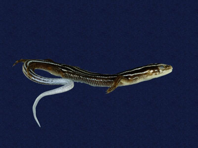 ƦƪԤBǦWG<em>Eumeces stimpsonii</em><br>W١G[yŧsl<br>^W١GYaeyama seven-lined skink