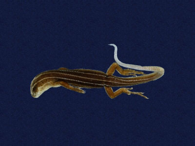 ƦƪԤBǦWG<em>Eumeces stimpsonii</em><br>W١G[yŧsl<br>^W١GYaeyama seven-lined skink