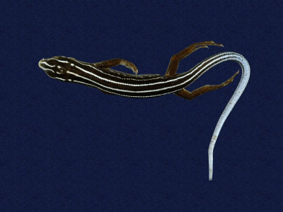 ƦƪԤBǦWG<em>Eumeces stimpsonii</em><br>W١G[yŧsl<br>^W١GYaeyama seven-lined skink