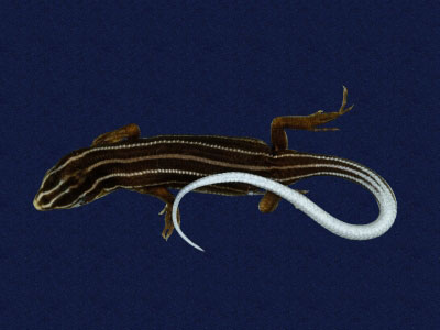 ƦƪԤBǦWG<em>Eumeces stimpsonii</em><br>W١G[yŧsl<br>^W١GYaeyama seven-lined skink