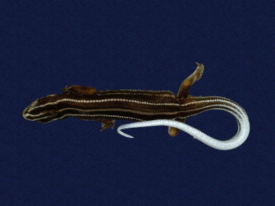 ƦƪԤBǦWG<em>Eumeces stimpsonii</em><br>W١G[yŧsl<br>^W١GYaeyama seven-lined skink