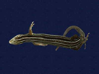 ƦƪԤBǦWG<em>Eumeces stimpsonii</em><br>W١G[yŧsl<br>^W١GYaeyama seven-lined skink