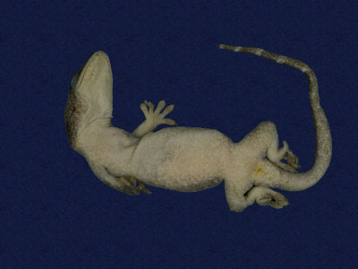 ƦƪԤBǦWG<em>Gekko hokouensis</em><br>W١Guc<br>^W١GHekou's gecko