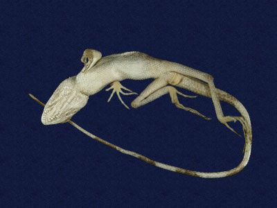 ƦƪԤBǦWG<em>Japalura polygonata ishigakiensis</em><br>W١G۫kh<br>^W١GOkinawan (Sakishima) tree lizard