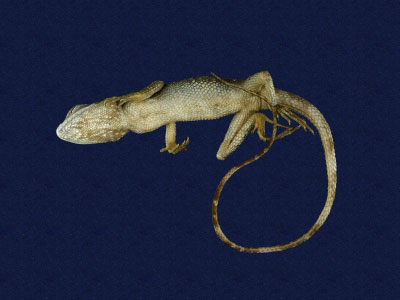 ƦƪԤBǦWG<em>Japalura polygonata ishigakiensis</em><br>W١G۫kh<br>^W١GOkinawan (Sakishima) tree lizard