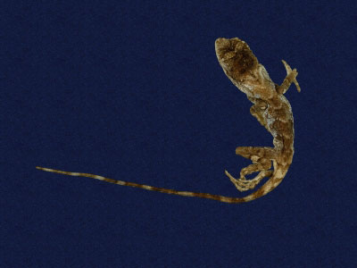 ƦƪԤBǦWG<em>Japalura polygonata ishigakiensis</em><br>W١G۫kh<br>^W١GOkinawan (Sakishima) tree lizard