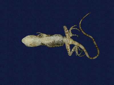 ƦƪԤBǦWG<em>Japalura polygonata ishigakiensis</em><br>W١G۫kh<br>^W١GOkinawan (Sakishima) tree lizard