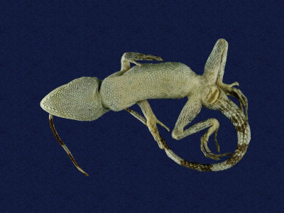 ƦƪԤBǦWG<em>Japalura polygonata polygonata</em><br>W١G[ykh<br>^W١GOkinawa tree lizard