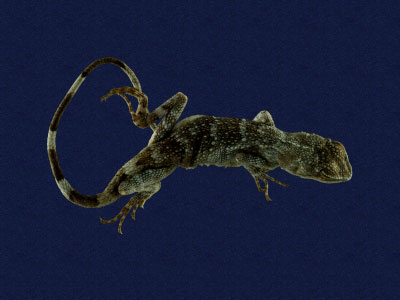 ƦƪԤBǦWG<em>Japalura polygonata polygonata</em><br>W١G[ykh<br>^W١GOkinawa tree lizard