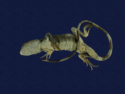 ƦƪԤBǦWG<em>Japalura polygonata polygonata</em><br>W١G[ykh<br>^W١GOkinawa tree lizard