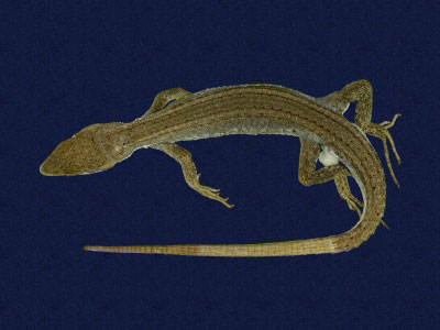 ƦƪԤBǦWG<em>Takydromous tachydromoides</em><br>W١G饻h<br>^W١GJapanese grass lizard