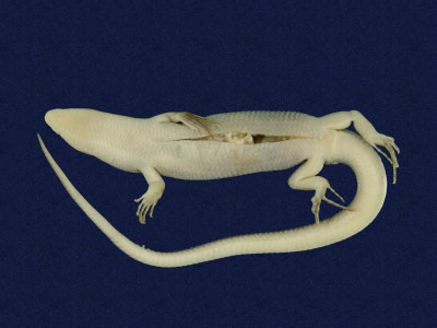 ƦƪԤBǦWG<em>Eumeces elegans</em><br>W١GRsl<br>^W١GElegant five-lined skink