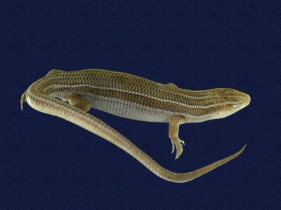 ƦƪԤBǦWG<em>Eumeces elegans</em><br>W١GRsl<br>^W١GElegant five-lined skink