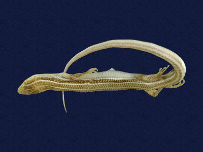 ƦƪԤBǦWG<em>Eumeces elegans</em><br>W١GRsl<br>^W١GElegant five-lined skink