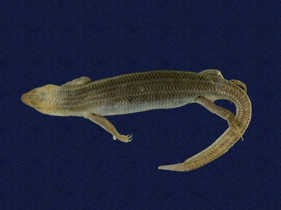 ƦƪԤBǦWG<em>Eumeces elegans</em><br>W١GRsl<br>^W١GElegant five-lined skink