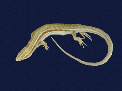 ƦƪԤBǦWG<em>Eumeces elegans</em><br>W١GRsl<br>^W١GElegant five-lined skink