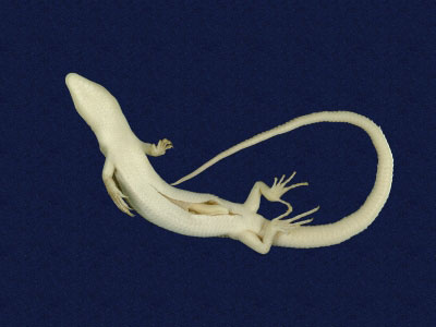 ƦƪԤBǦWG<em>Eumeces elegans</em><br>W١GRsl<br>^W١GElegant five-lined skink