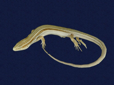 ƦƪԤBǦWG<em>Eumeces elegans</em><br>W١GRsl<br>^W١GElegant five-lined skink