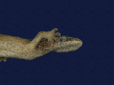 ƦƪԤBǦWG<em>Hemiphyllodactylus typus typus</em><br>W١Gbk粪<br>^W١GIndo-pacific tree gecko