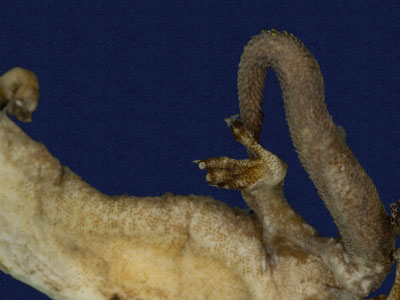 ƦƪԤBǦWG<em>Hemiphyllodactylus typus typus</em><br>W١Gbk粪<br>^W١GIndo-pacific tree gecko