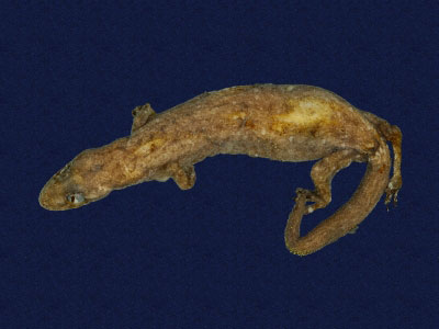 ƦƪԤBǦWG<em>Hemiphyllodactylus typus typus</em><br>W١Gbk粪<br>^W١GIndo-pacific tree gecko