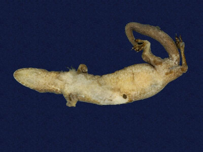 ƦƪԤBǦWG<em>Hemiphyllodactylus typus typus</em><br>W١Gbk粪<br>^W١GIndo-pacific tree gecko