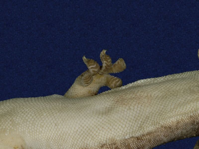 ƦƪԤBǦWG<em>Gekko hokouensis</em><br>W١Guc<br>^W١GHekou's gecko