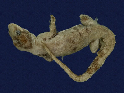 ƦƪԤBǦWG<em>Hemidactylus frenatus</em><br>W١G粪<br>^W١GCommon house gecko