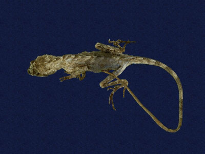 ƦƪԤBǦWG<em>Japalura swinhonis</em><br>W١G廨kh<br>^W١GSwinhoes tree lizard