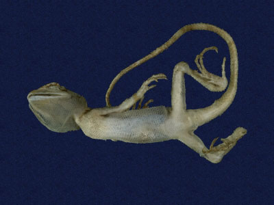 ƦƪԤBǦWG<em>Japalura swinhonis</em><br>W١G廨kh<br>^W١GSwinhoes tree lizard